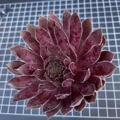83#観葉植物アエオニウム錦❤️ 紫霞仙子❤️1大頭 17cm拨き苗 - メルカリ