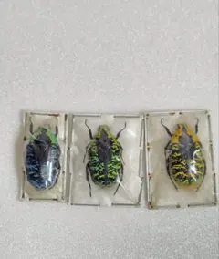 2026年最新】ハナムグリ標本の人気アイテム - メルカリ