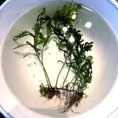 2026年最新】ボルビティス ヒュディロティの人気アイテム - メルカリ