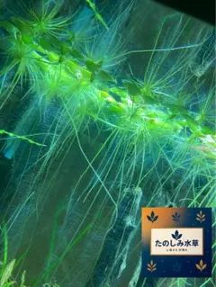 Takaちゃん様 リクエスト 3点 まとめ商品