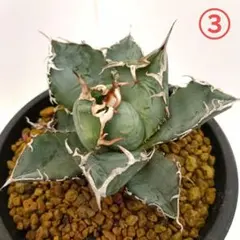 M*I様 1575 アガベ 白鯨錦 覆輪斑 3株同梱 - メルカリ