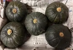 坊ちゃんかぼちゃ 5玉 愛媛県産 コンパクトボックスのサムネイル