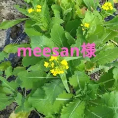 お野菜詰め合わせ