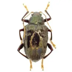 2025年最新】ハムシ標本の人気アイテム - メルカリ