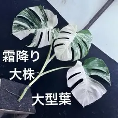 2025年最新】モンステラホワイトタイガーの人気アイテム - メルカリ
