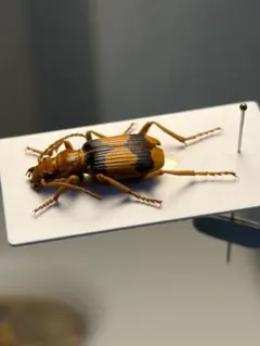 最珍品ヒメユミアシゴミムシダマシ ペア 標本 激レア ヒメユミアシゴミムシダマシ ペア 標本 - メルカリ