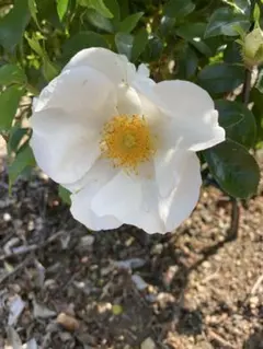 2025年最新】モッコウバラ 白 苗木の人気アイテム - メルカリ