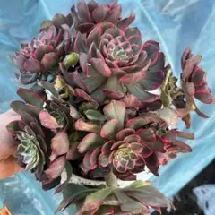 多肉植物。黄琉璃法師錦抜き苗 - メルカリ