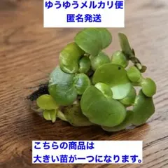 ミニホテイアオイ　大株1苗のサムネイル