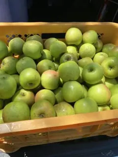 茨城産　摘果りんご　陽光　箱込み14kg 加工用のサムネイル