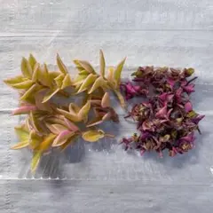 【可愛いピンク系】ベビーサンローズ ＆ カリシア カット苗 詰め合わせセット