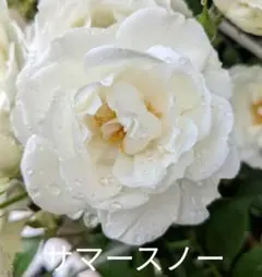 ホワイトマザーズデイ バラ 挿し木 苗 - メルカリ