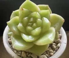 な*ち様 No.a409 新入荷　抹茶パフェ　エケベリア　多肉植物　撮影11月1