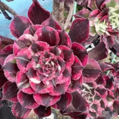 多肉植物。 夕顔法師錦抜き苗 - メルカリ