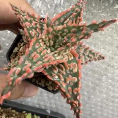 アロエハイブリッド Aloe Hybrid A_029 - メルカリ