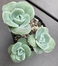 2025年最新】多肉ラブリーローズの人気アイテム - メルカリ