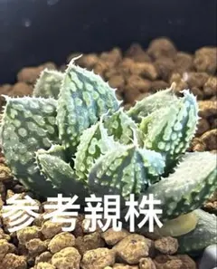 ハオルチア 王蟲　葉挿し　発根発芽済み ハオルチア 王蟲 葉挿し 発根済み - メルカリ