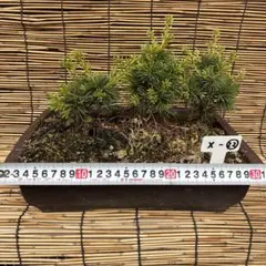 貴風盆栽、赤松根上がり、模様木 目立った傷や汚れ無し - メルカリ