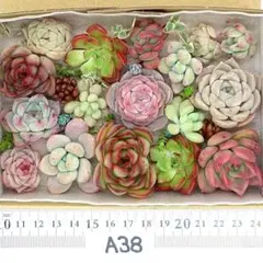 エケベリア 多肉植物 寄せ植えセット A38 カット苗 セダム 韓国苗 多肉弁当