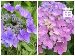 紫陽花 ガクアジサイ6種類 挿し穂 各1本ずつ ラスト商品 ネコポス発送