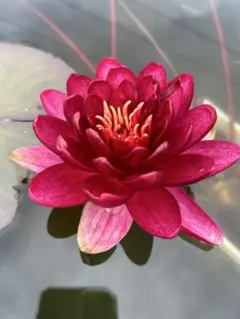 レッドナーガアイ 睡蓮 苗 脇芽 温帯睡蓮 耐寒性 メダカ ビオトープ