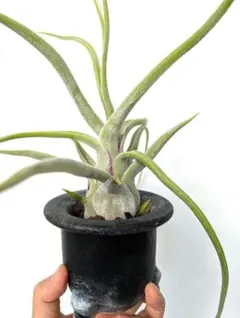 2025年最新】ルシール チランジアの人気アイテム - メルカリ