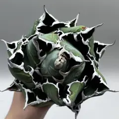 龍門】アガベ チタノタ“極上OC白鯨”精品スーパーボール白鯨 - メルカリ
