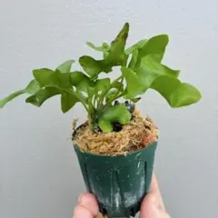 2026年最新】レカノプテリスの人気アイテム - メルカリ