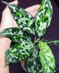 2026年最新】アグラオネマ ピクタムの人気アイテム - メルカリ