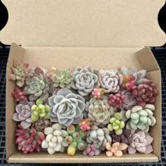 多肉植物カット苗詰め合わせ　寄せ植え　ミニサイズ