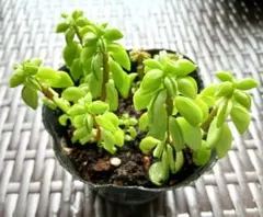 ペペロミア ニパドラ 多肉植物 観葉植物 抜き苗 レア ぷっくりつやつやのサムネイル