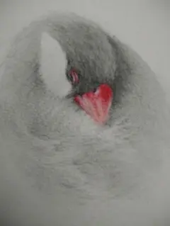 鳥の色鉛筆スケッチ