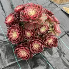 多肉植物 アエオニウム 孔雀の羽 抜き苗 - メルカリ