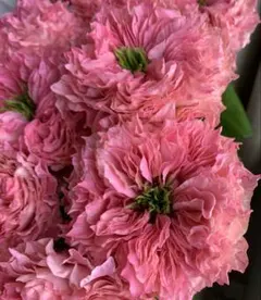 ❀ご購入前にコメントお願い致します❀ バラ 苗 切り花品種 ふぇい