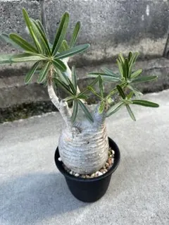 パキポディウム タッキー 親株 6頭分枝 開花株 - メルカリ