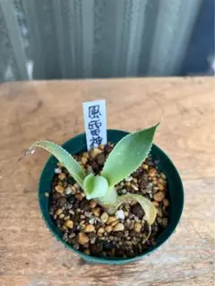 ShunShun様 リクエスト 2点 まとめ商品