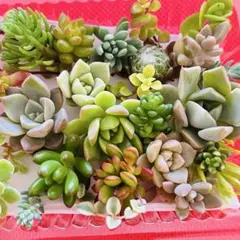 ②寄せ植えセット カット苗 詰め合わせ 多肉植物