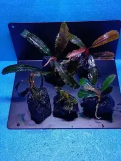ブセファランドラspクダガン 水上葉 4株セット④ - メルカリ