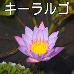 emi様 リクエスト 2点 まとめ商品