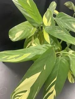 クテナンテ　ルベルシアーナ