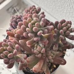 もりもり　スプリングワンダー×乙女心　抜き苗　セダム　多肉植物