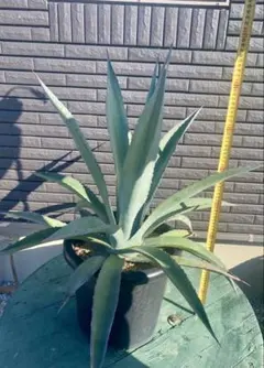 2026年最新】リュウゼツランの人気アイテム - メルカリ