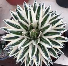 2026年最新】多肉 氷山の人気アイテム - メルカリ