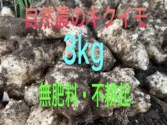 菊芋 3kg 無肥料 農薬不使用 自然農 健康野菜 スーパーフード