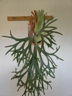 P.willinckii Frosty Maiden Spore 201 - メルカリ