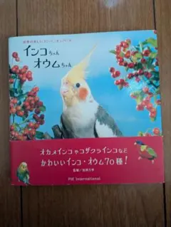 インコちゃんオウムちゃん 写真集