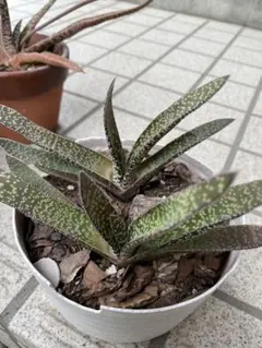 多肉植物 ガステリア 斑点模様 根付き2株のサムネイル