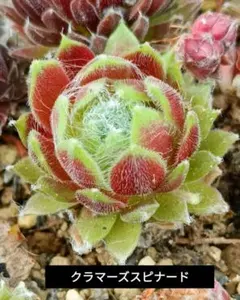 2026年最新】SEMPERVIVUMの人気アイテム - メルカリ