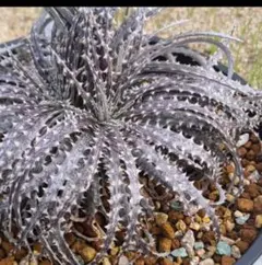 2025年最新】dyckia fosterianaの人気アイテム - メルカリ