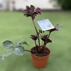 秋桜様 リクエスト 2点 まとめ商品